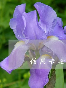 信用卡逾期怎么收逾期费 信用卡逾期怎么收逾期费