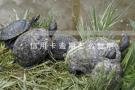 信用卡逾期怎么整啊