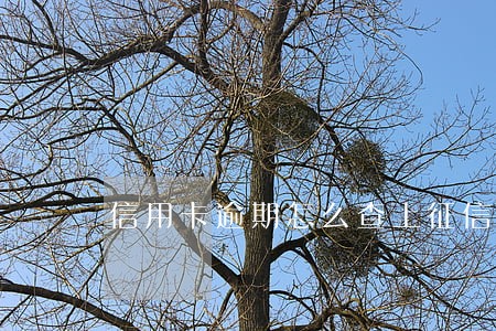 信用卡逾期怎么查上征信了没有 信用卡逾期怎么查上征信了没有