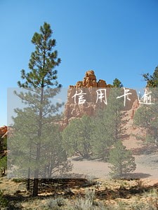 信用卡逾期怎么查征信记录 信用卡逾期怎么查征信记录
