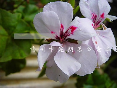信用卡逾期怎么查本金多少