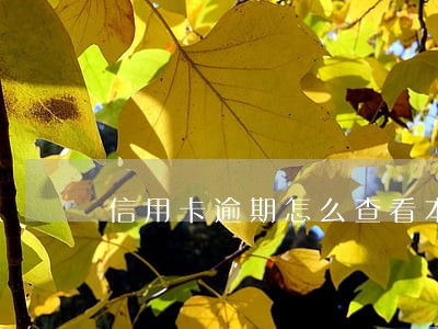 信用卡逾期怎么查看本金多少 信用卡逾期怎么查看本金多少