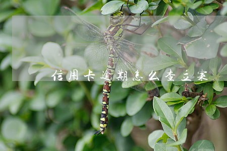信用卡逾期怎么查立案