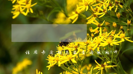 信用卡逾期怎么查询被起诉 信用卡逾期怎么查询被起诉