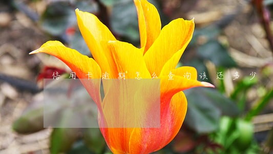 信用卡逾期怎么查询该还多少