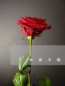 信用卡逾期怎么查询还款 信用卡逾期怎么查询还款