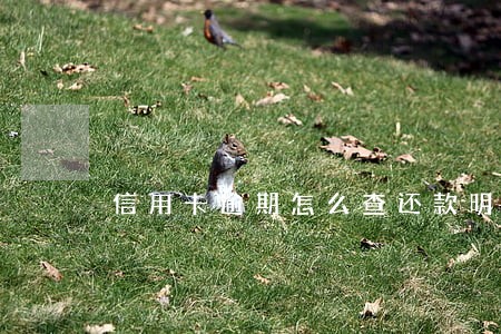 信用卡逾期怎么查还款明细 信用卡逾期怎么查还款明细