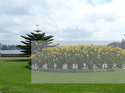 信用卡逾期怎么样只还本金 信用卡逾期怎么样只还本金