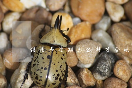 信用卡逾期怎么样才会被起诉 信用卡逾期怎么样才会被起诉