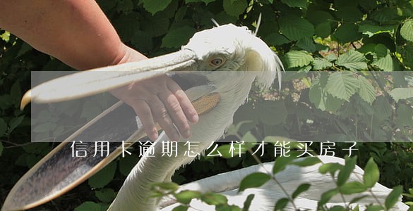 信用卡逾期怎么样才能买房子 信用卡逾期怎么样才能买房子