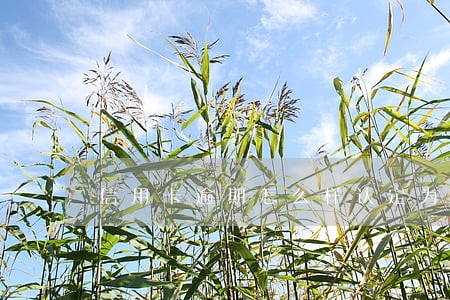 信用卡逾期怎么样认定为恶意透支 信用卡逾期怎么样认定为恶意透支