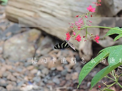 信用卡逾期怎么沟通银行 信用卡逾期怎么沟通银行