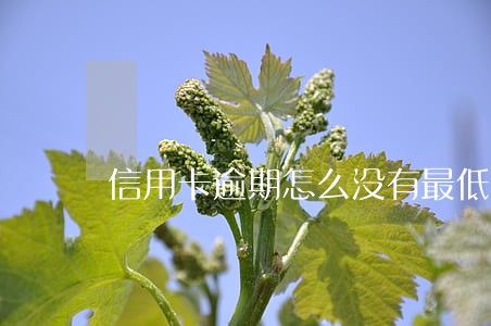 信用卡逾期怎么没有最低还款