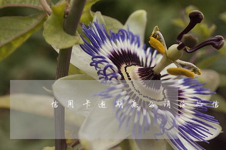 信用卡逾期怎么消除征信问题 信用卡逾期怎么消除征信问题