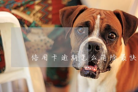 信用卡逾期怎么消除最快方法