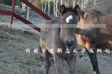 信用卡逾期怎么涉及到刑警队 信用卡逾期怎么涉及到刑警队