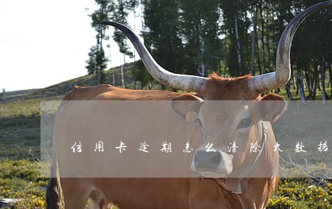 信用卡逾期怎么清除大数据 信用卡逾期怎么清除大数据