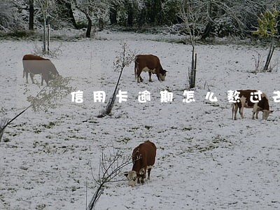 信用卡逾期怎么熬过去