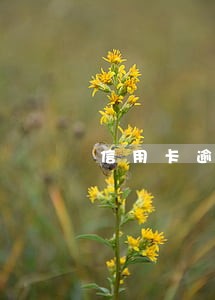 信用卡逾期怎么用征信 信用卡逾期怎么用征信