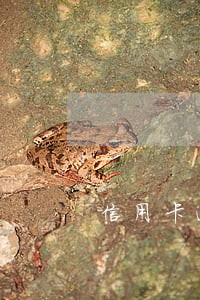 信用卡逾期怎么申请免息 信用卡逾期怎么申请免息