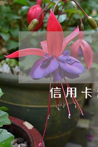 信用卡逾期怎么申请解冻 信用卡逾期怎么申请解冻