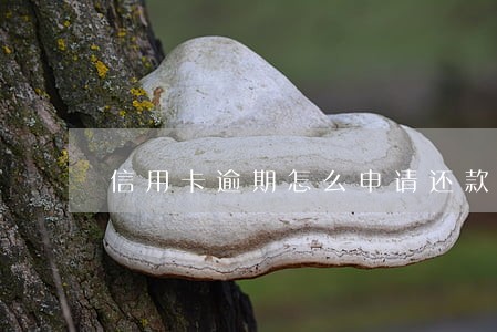信用卡逾期怎么申请还款 信用卡逾期怎么申请还款