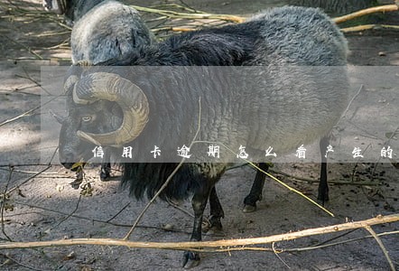 信用卡逾期怎么看产生的利息 信用卡逾期怎么看产生的利息