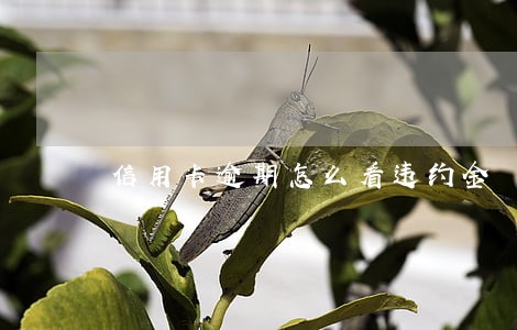 信用卡逾期怎么看违约金 信用卡逾期怎么看违约金