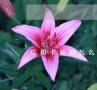 信用卡逾期怎么知道上征信 信用卡逾期怎么知道上征信
