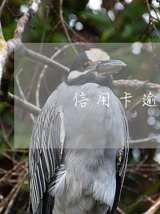 信用卡逾期怎么知道你的地址 信用卡逾期怎么知道你的地址