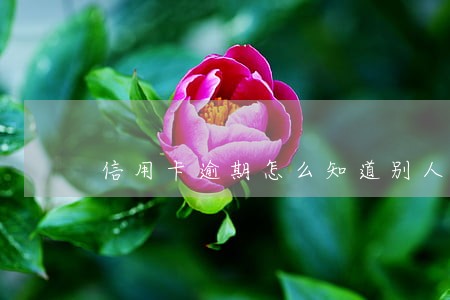 信用卡逾期怎么知道别人手机号