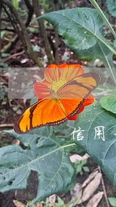 信用卡逾期怎么知道别的号码