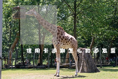 信用卡逾期怎么知道发票 信用卡逾期怎么知道发票