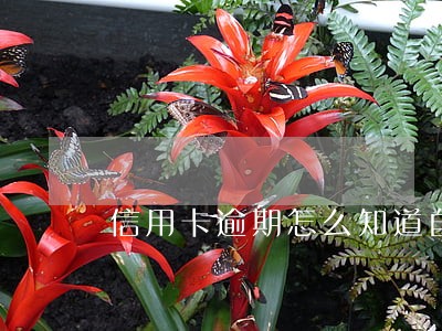 信用卡逾期怎么知道自己欠多少钱 信用卡逾期怎么知道自己欠多少钱