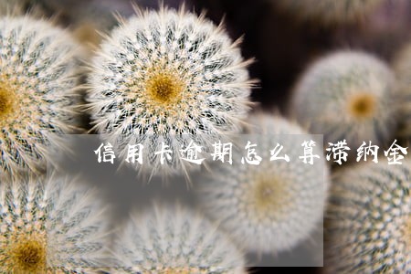 信用卡逾期怎么算滞纳金 信用卡逾期怎么算滞纳金