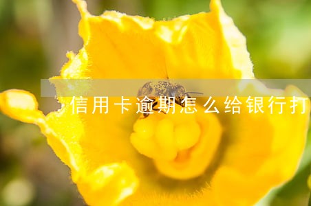 信用卡逾期怎么给银行打电话和解