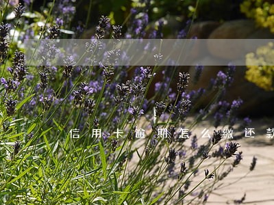 信用卡逾期怎么缴还款 信用卡逾期怎么缴还款