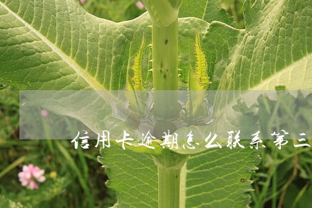 信用卡逾期怎么联系第三方 信用卡逾期怎么联系第三方