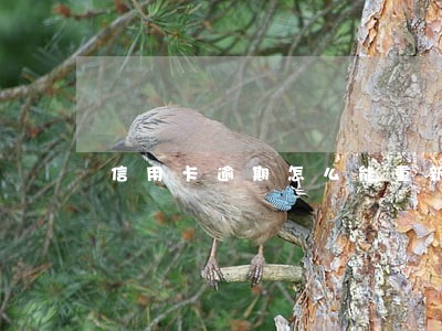 信用卡逾期怎么能重新办理信用卡