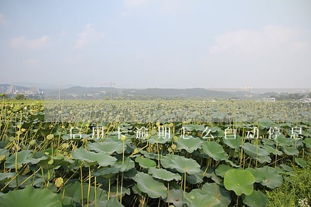 信用卡逾期怎么自动停息了