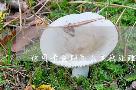 信用卡逾期怎么花钱处理