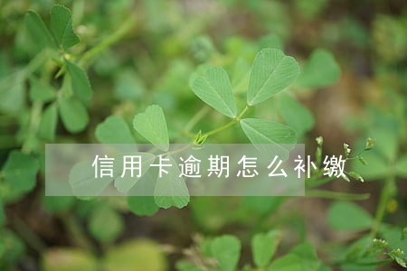 信用卡逾期怎么补缴 信用卡逾期怎么补缴