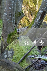 信用卡逾期怎么要求分期