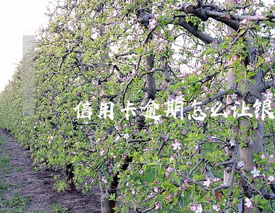 信用卡逾期怎么让银行不上门 信用卡逾期怎么让银行不上门