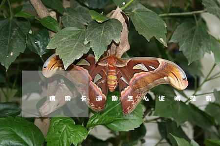 信用卡逾期怎么证明没有还款 信用卡逾期怎么证明没有还款