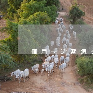 信用卡逾期怎么谈停息挂账 信用卡逾期怎么谈停息挂账