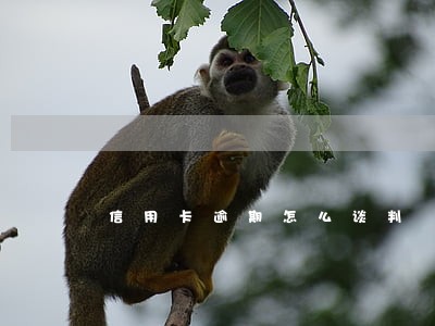 信用卡逾期怎么谈判