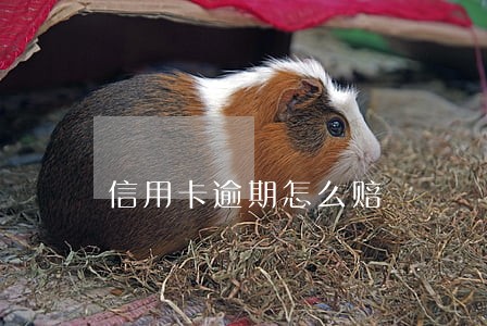信用卡逾期怎么赔