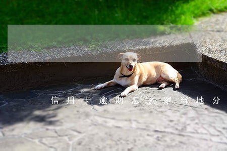 信用卡逾期怎么跟当地分行协商
