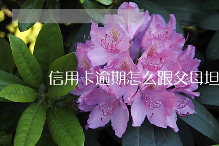 信用卡逾期怎么跟父母坦白 信用卡逾期怎么跟父母坦白